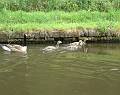 0012 Geese